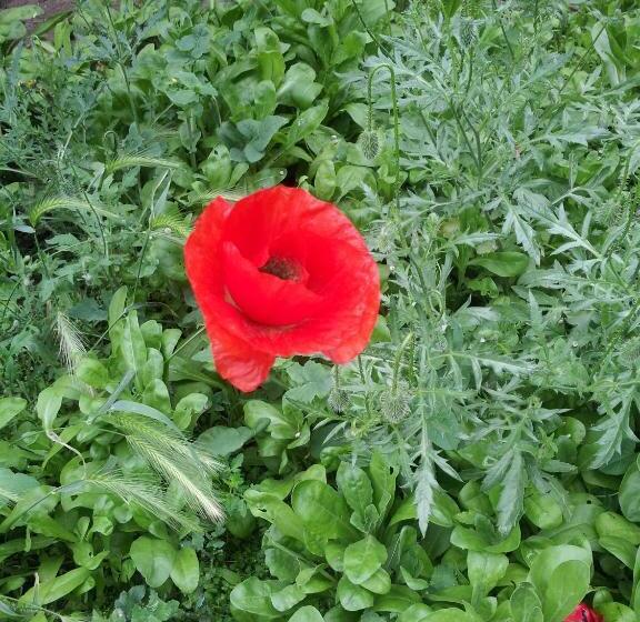 בית מלון כפרי La John