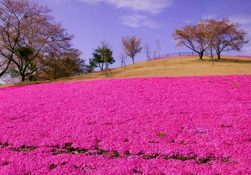 فندق Toyota Prestige