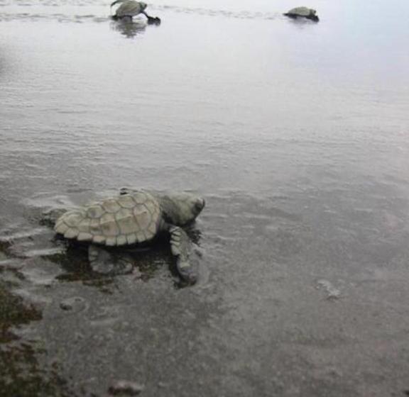 住宿加早餐  Dreamy Contentment