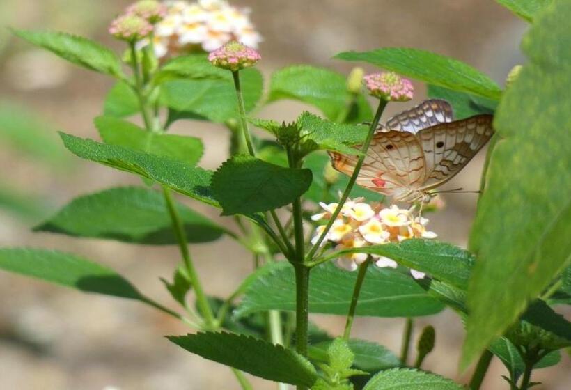 住宿加早餐  Jardín De Los Monos