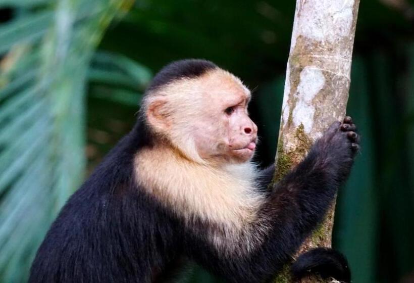 住宿加早餐  Jardín De Los Monos