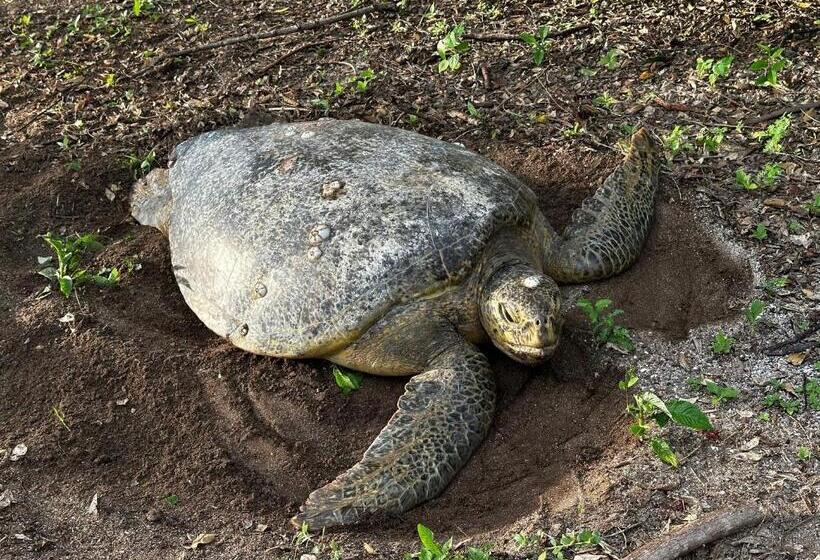 بنسيون Cabinas La Casona Del Pirata