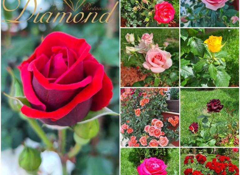 膳宿费 Vila Diamond