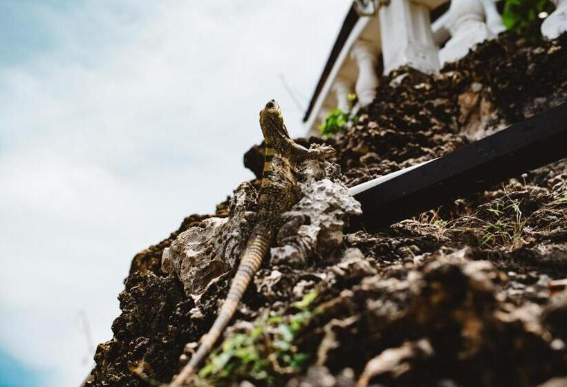 הוסטל The Rock House Eco