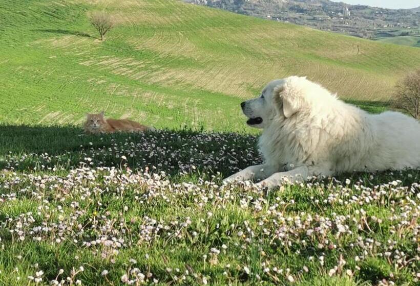 בית מלון כפרי Agriturismo Colle Di Mezzo