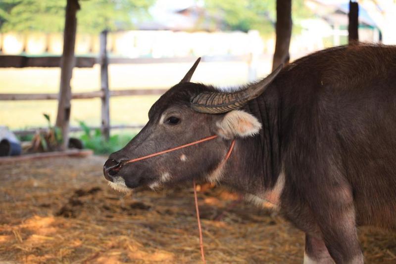 酒店 The Ricefields