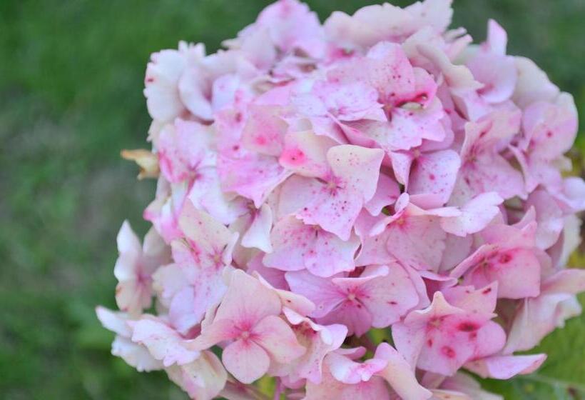 住宿加早餐 Chambre D Hôtes Les Nymphéas