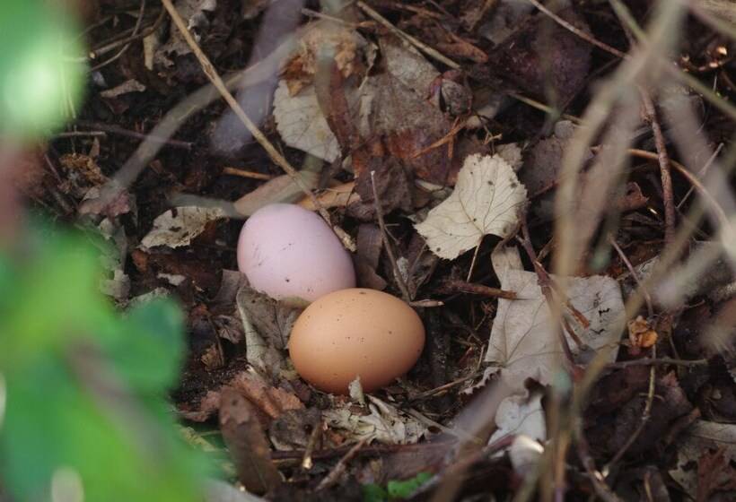 مبيت وإفطار Château De La Giraudière