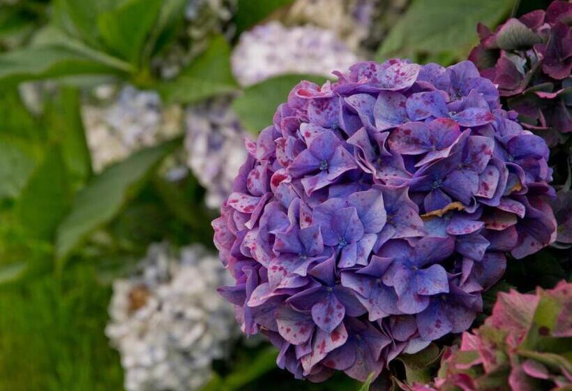 住宿加早餐 Châtelet Camelot