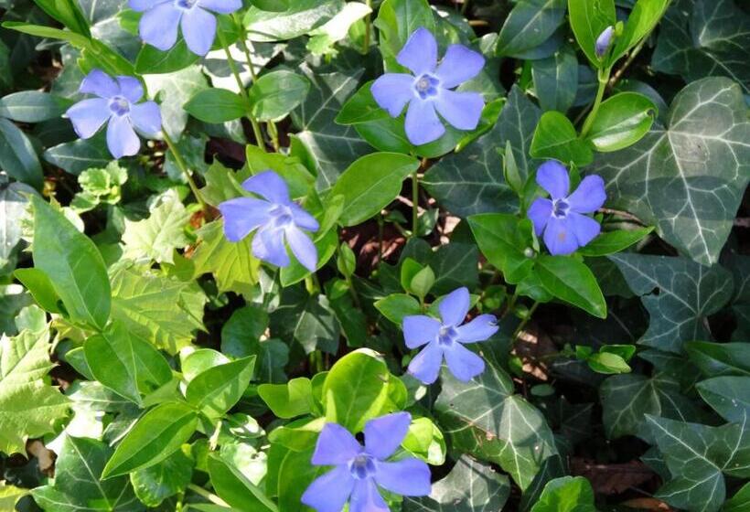 צימר Gentilhommière De Collonges