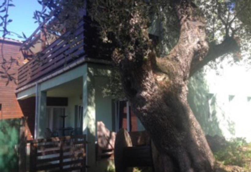 Bed and Breakfast La Pampa Cargese Chambres D Hotes