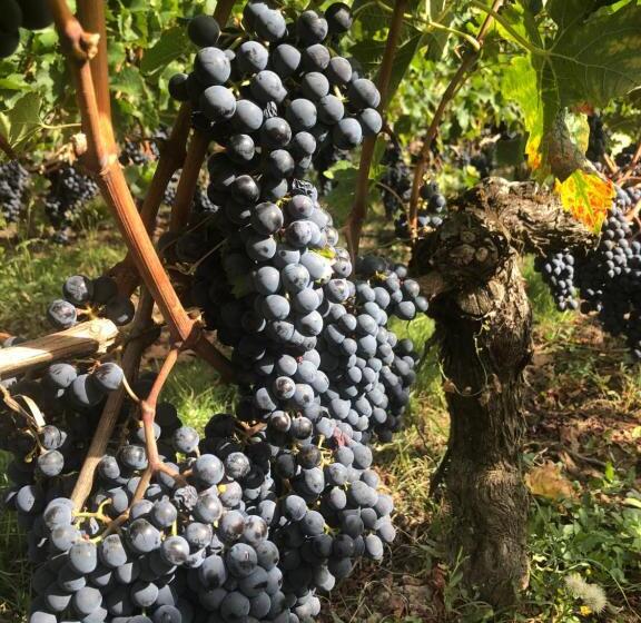 تختخواب و صبحانه La Gomerie Chambres D'hotes