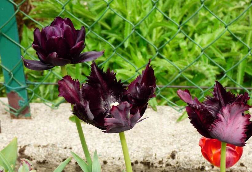 住宿加早餐  Le Bacchu Ber