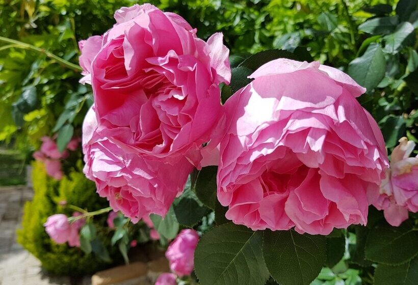 ベッドアンドブレックファースト Le Clos Des Anges