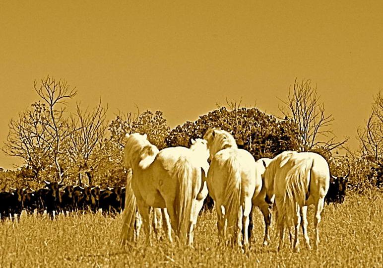 住宿加早餐  Mas Du Menage En Camargue Manade Clauzel