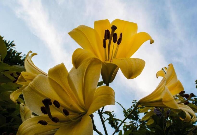 ホテル Le Haut Des Lys