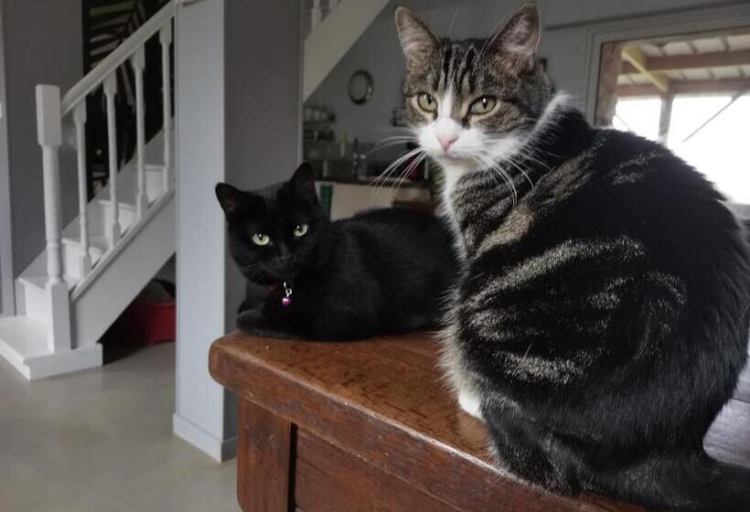 צימר Ar Litorienn