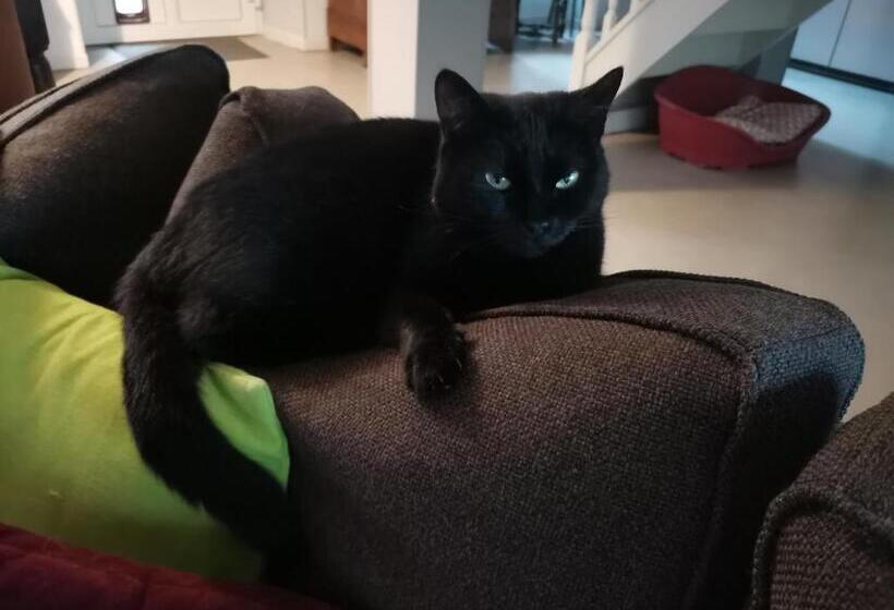 צימר Ar Litorienn