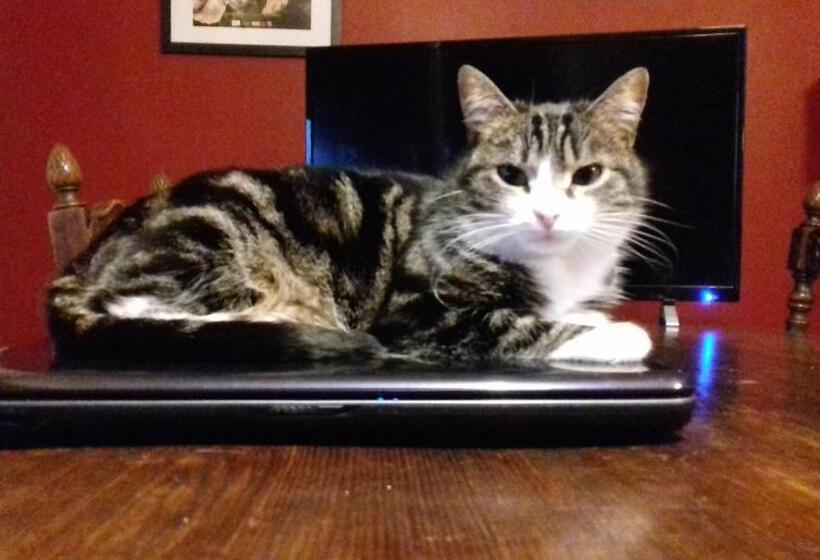 مبيت وإفطار Ar Litorienn