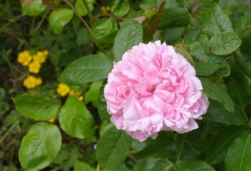 住宿加早餐 Bruce Castle