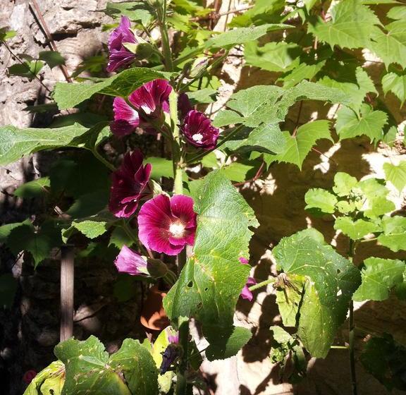 צימר Chambres D Hôtes Aux Tournesols