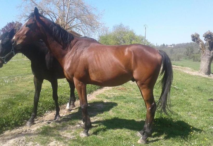 مبيت وإفطار Domaine De Belcayre