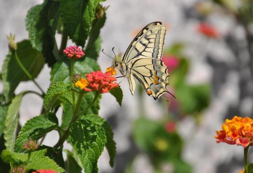 住宿加早餐  Fiore Di Machja