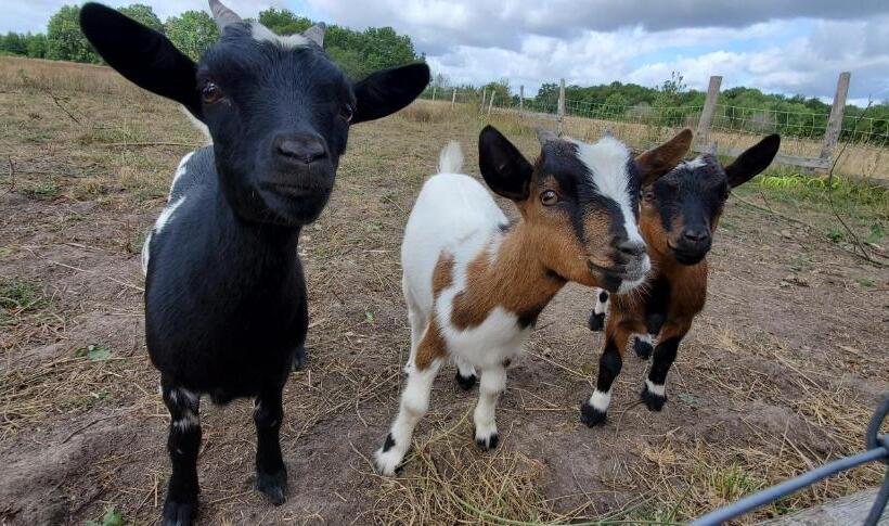 مبيت وإفطار La Closerie De L Aventure