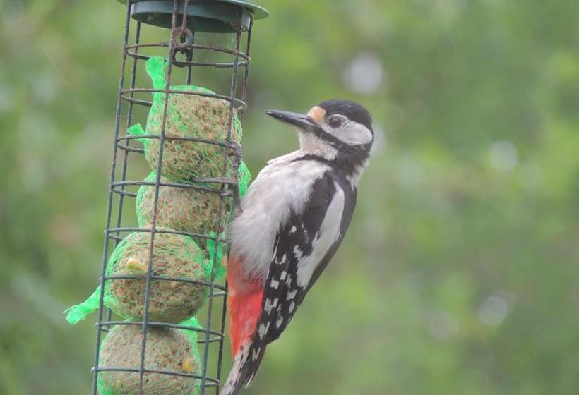 Bed and Breakfast La Jarillais