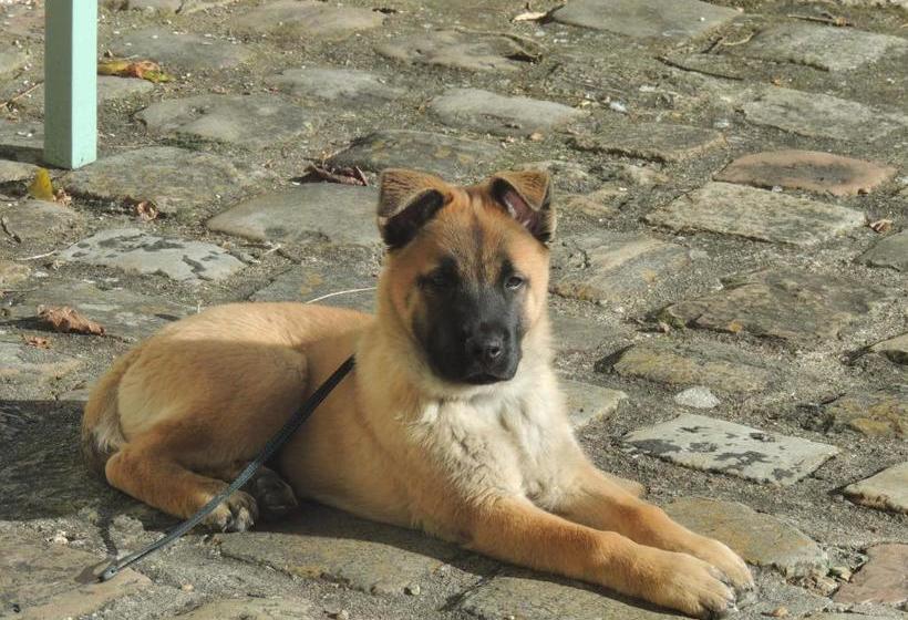 Bed and Breakfast La Jarillais