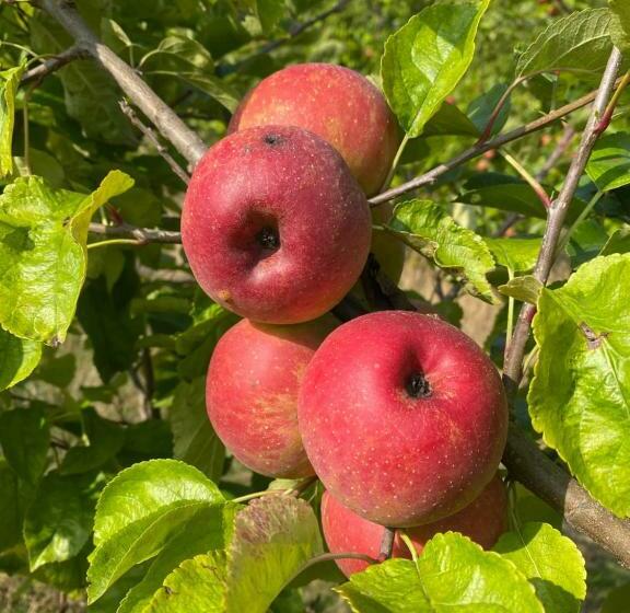 Bed and Breakfast Manoir De La Blonnerie