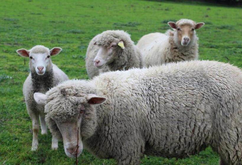 Bed and Breakfast & Restaurant Les Bergeries D'alata