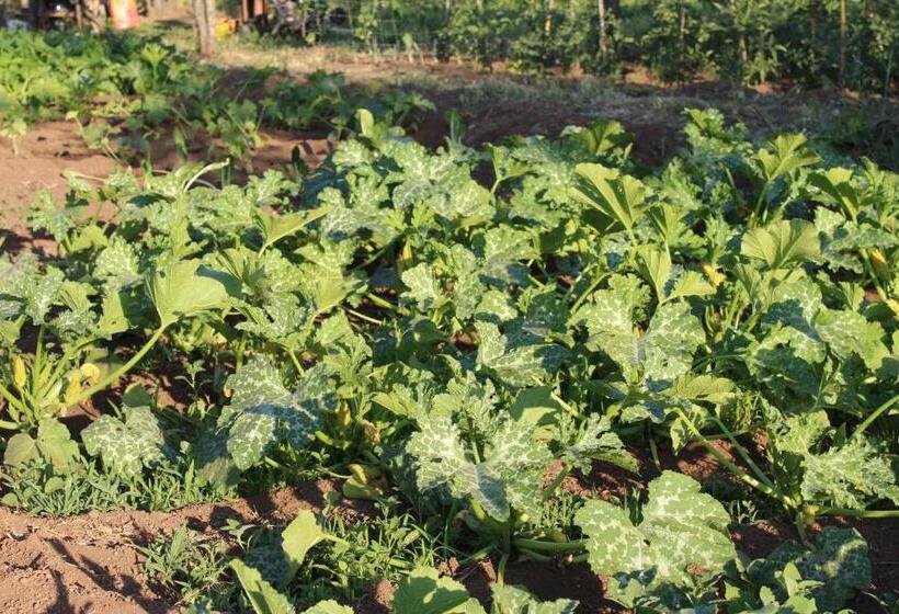 Bed and Breakfast & Restaurant Les Bergeries D'alata