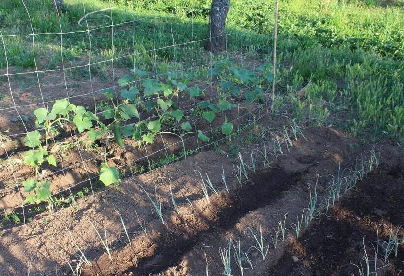 Bed and Breakfast & Restaurant Les Bergeries D'alata