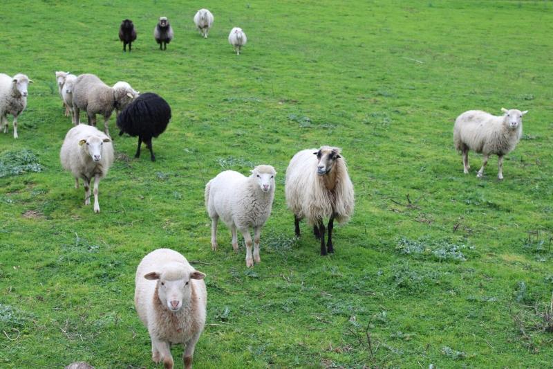 Bed and Breakfast & Restaurant Les Bergeries D'alata