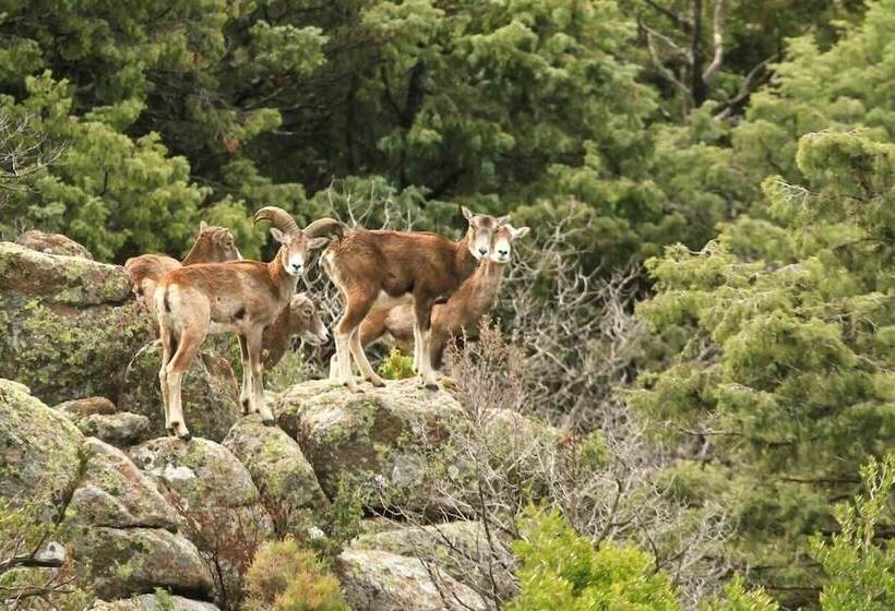 酒店 Auberge De La Foret Bonifatu