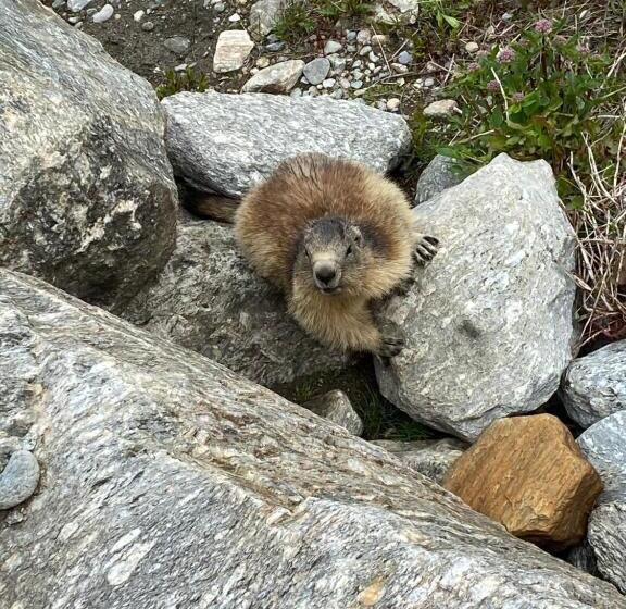 בית מלון כפרי La Turra