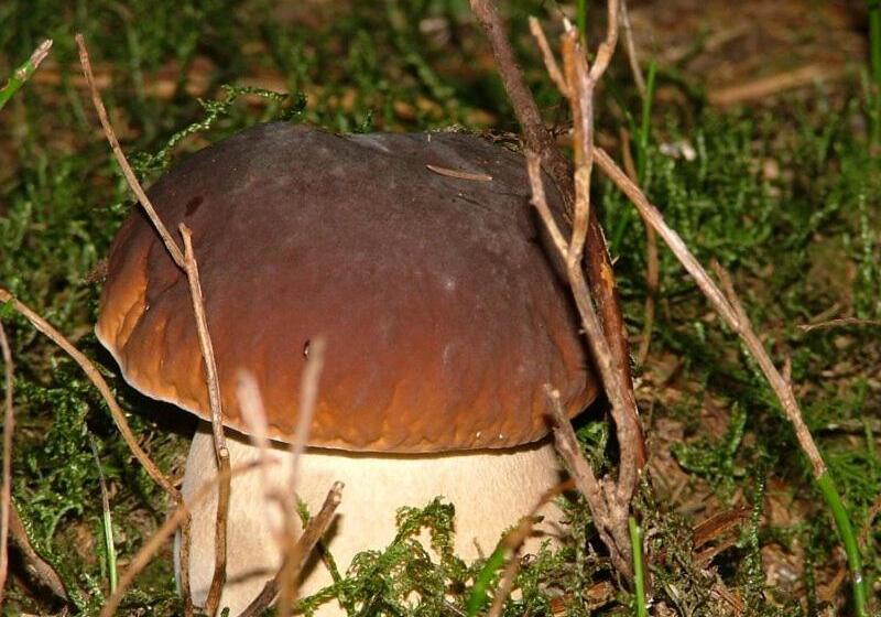 ホテル Hôtel Café Les Fleurs