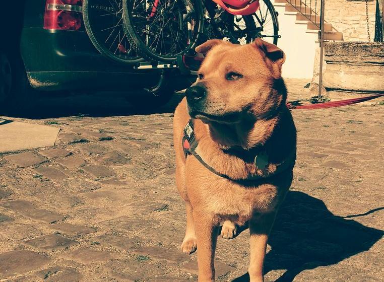 Отель Hôtel Le Sauvage