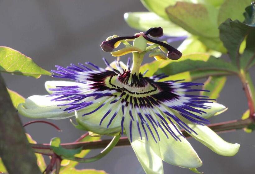 住宿加早餐  Domaine De Joreau