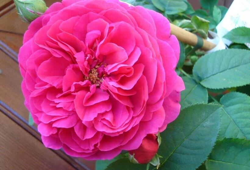 مبيت وإفطار L'atelier De Gisèle