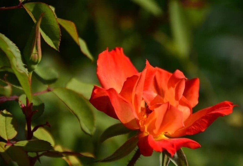 Bed and Breakfast Les Jardins De L'ermitage