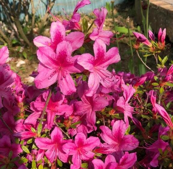 צימר Maison Tobias