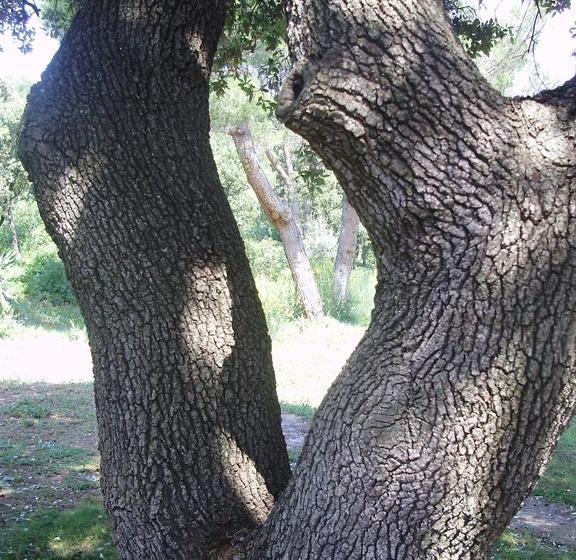 تختخواب و صبحانه New Cabanon