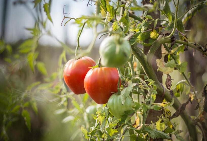 فندق Lou Mas Dou Juge