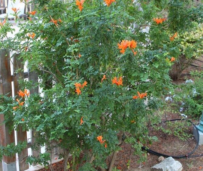 اقامتگاه Résidence Tramariccia