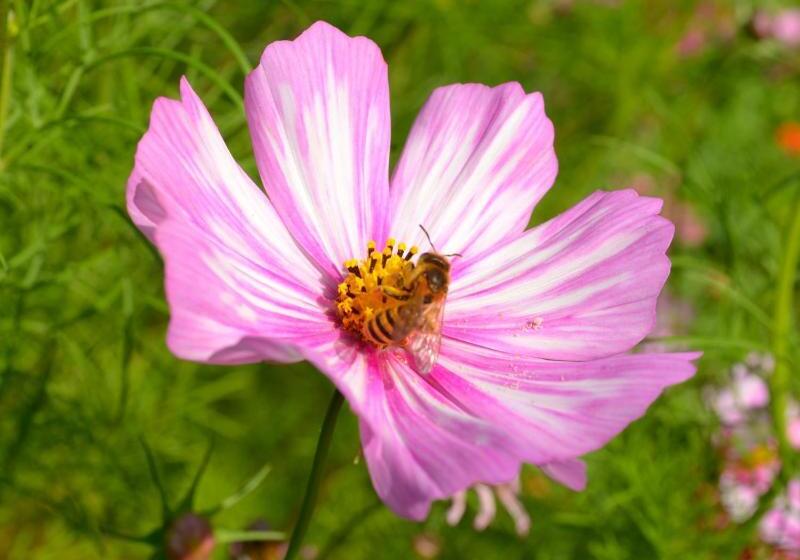 Bed and Breakfast Logis Hôtel & Restaurant Chateau De La Marjolaine