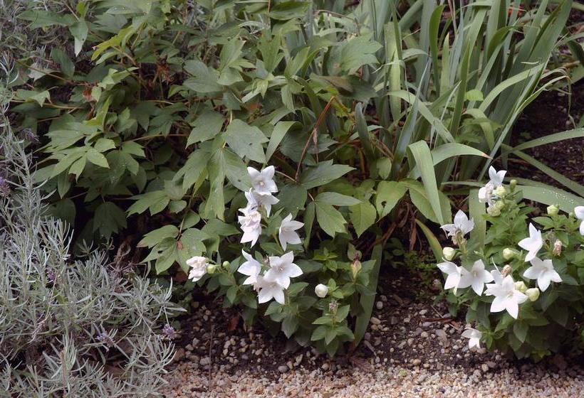 Bed and Breakfast La Demeure De L'ile