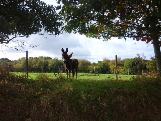 مبيت وإفطار La Grange De Coatélan