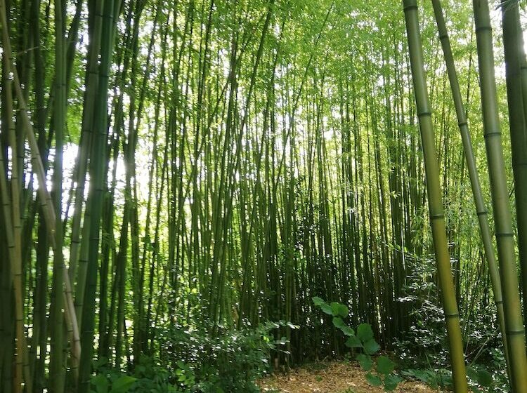 ベッドアンドブレックファースト Les Chenets